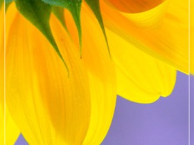 صور من ابداع اعضاء عمان فوتو