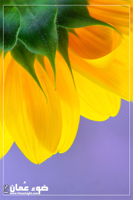 صور من ابداع اعضاء عمان فوتو