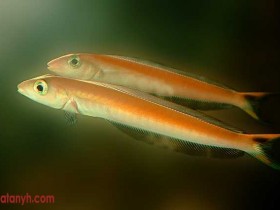 fish604_1_