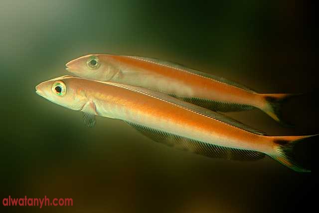 fish604_1_