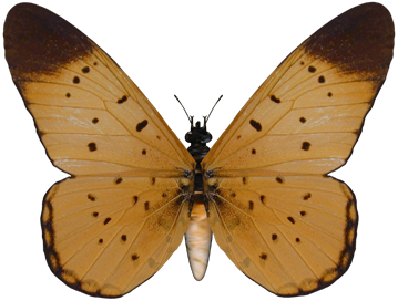 BVS_beautiful_butterfly03