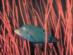 fish591_1_