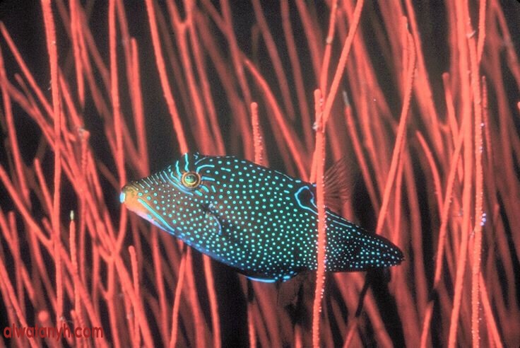 fish591_1_