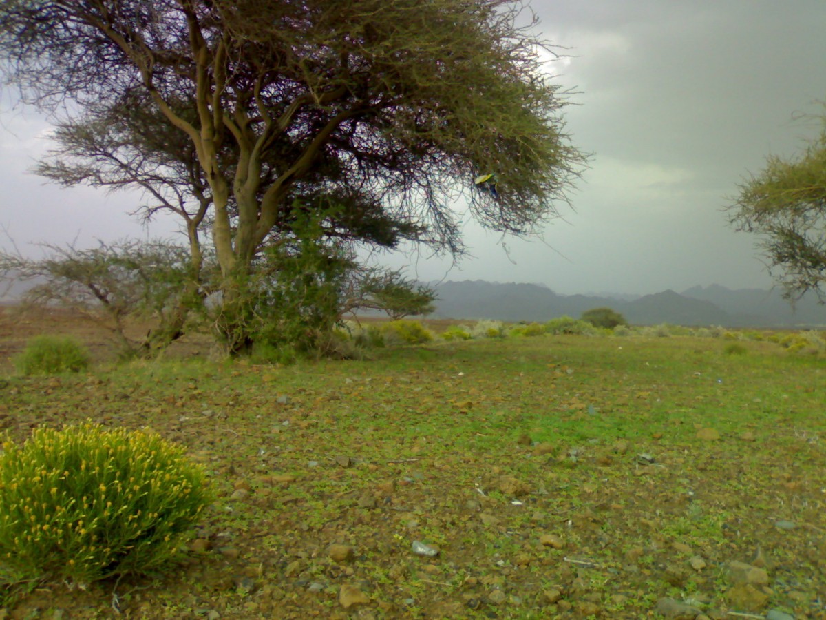 محضة 2