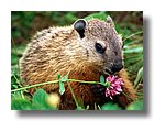 tnAnimals101-sooar_org