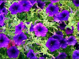 صور منوعة من الإنترنت