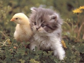 Kitten-Duck_1_