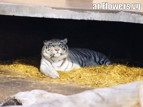 animals023_1_