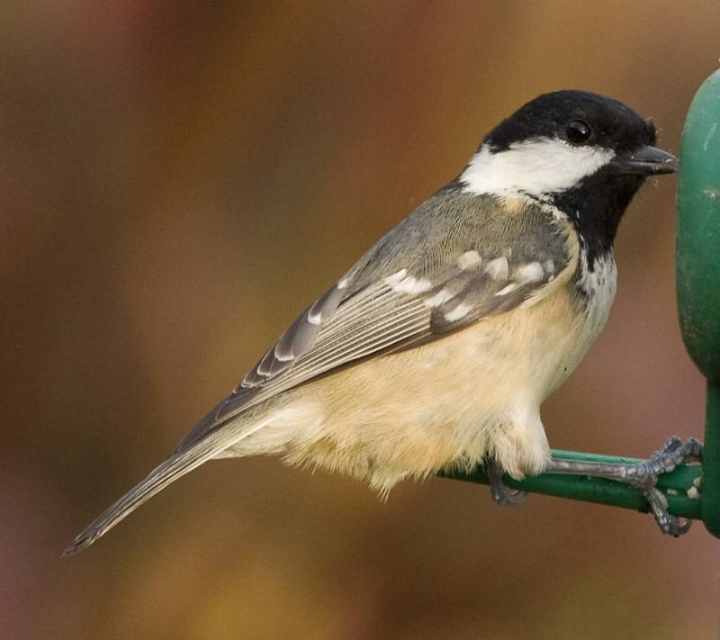 صور منوعة من الإنترنت