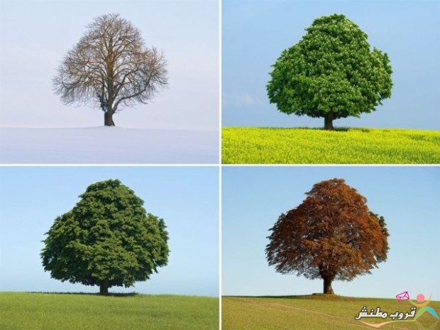 الشجره والفصول الاربعه