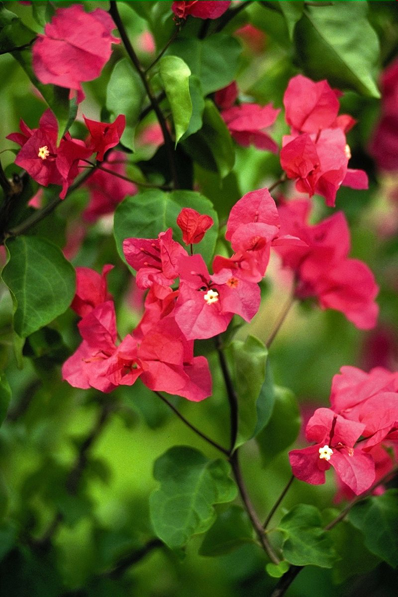 FL050