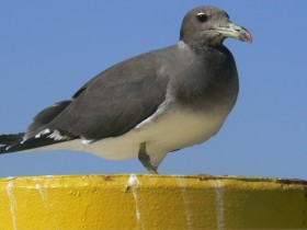 صور من ابداع اعضاء عمان فوتو