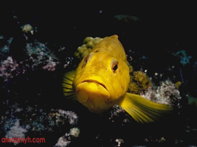 fish595_1_