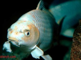 fish598_1_
