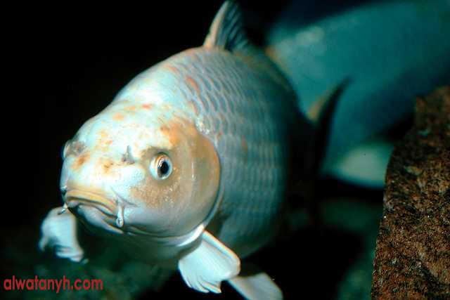fish598_1_