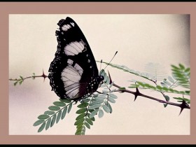 صور من ابداع اعضاء عمان فوتو