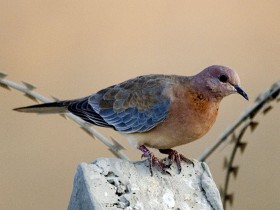 صور من ابداع اعضاء عمان فوتو