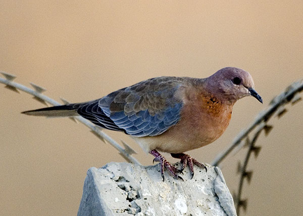 صور من ابداع اعضاء عمان فوتو