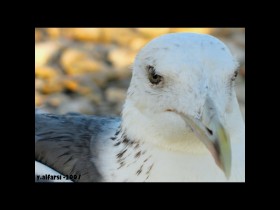 صور من ابداع اعضاء عمان فوتو