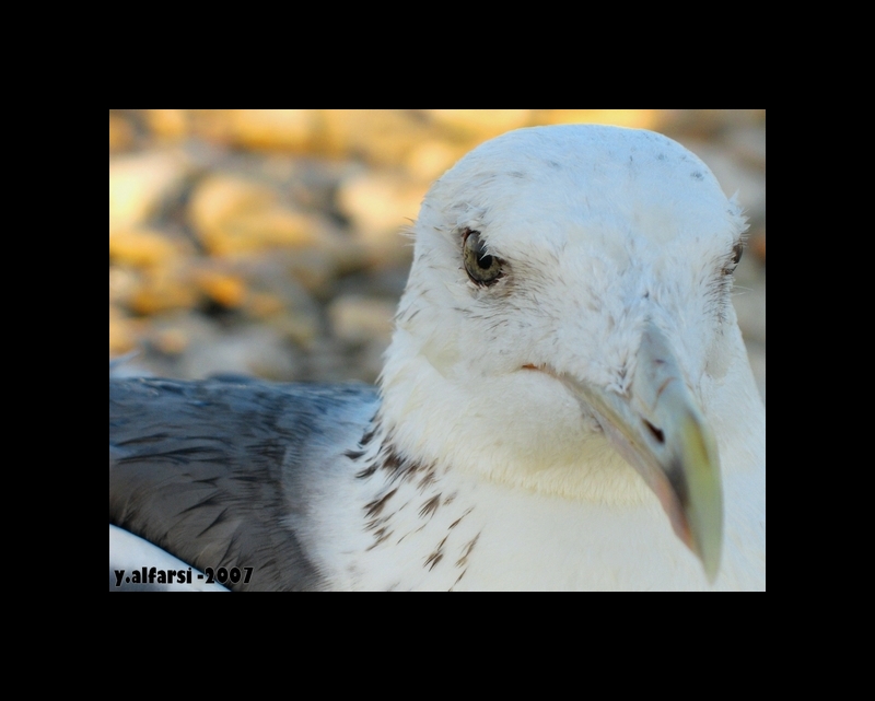 صور من ابداع اعضاء عمان فوتو