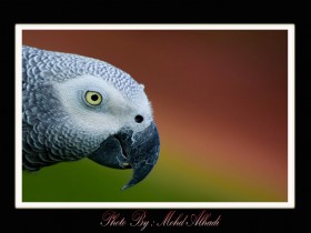 صور من ابداع اعضاء عمان فوتو