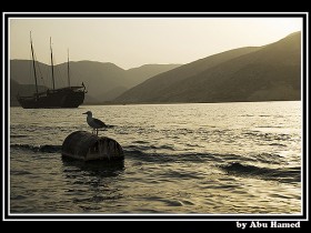 صور من ابداع اعضاء عمان فوتو