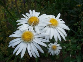 صور من ابداع اعضاء عمان فوتو