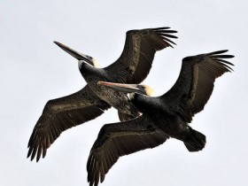 صور منوعة من الإنترنت