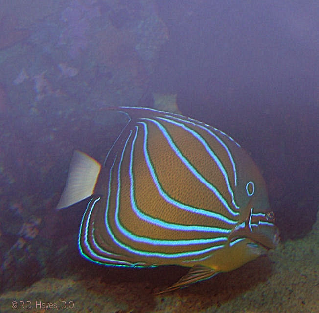 1553216-efe8f526a43bc54c_1_