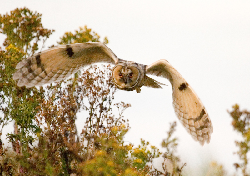 صور منوعة من الإنترنت