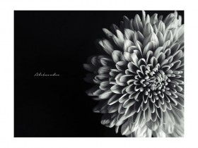 The_Flower_by_aleksandra
