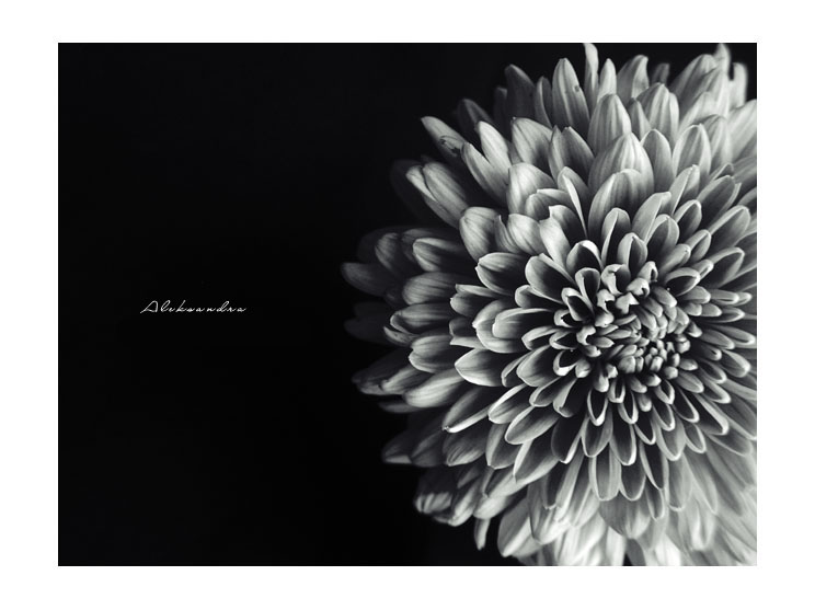 The_Flower_by_aleksandra
