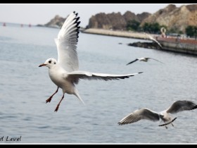 صور من ابداع اعضاء عمان فوتو