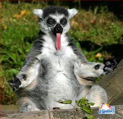 thumb_funny-animals-1213200814520_1_