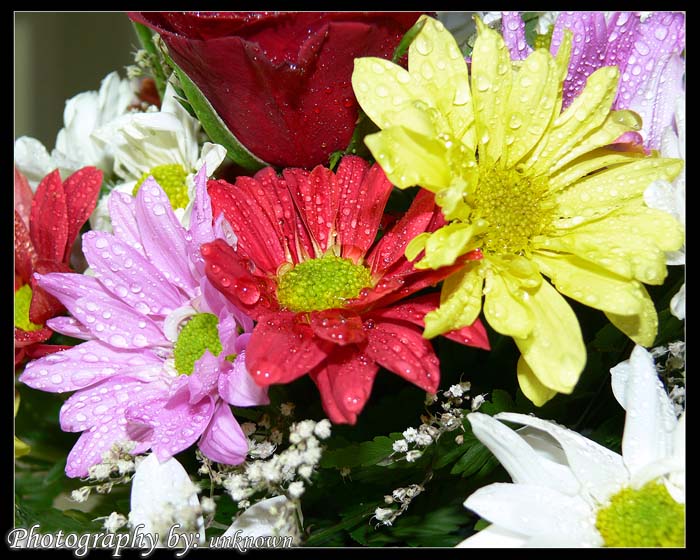 صور من ابداع اعضاء عمان فوتو