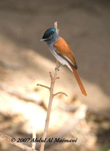 صور من ابداع اعضاء عمان فوتو