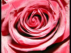 Rose_by_numbpurplehaze