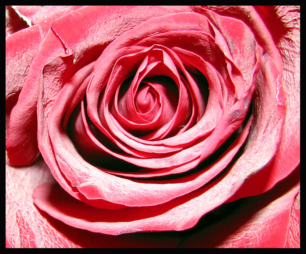 Rose_by_numbpurplehaze