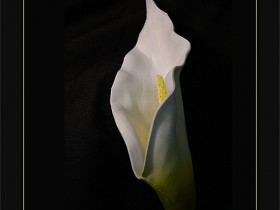 صور من ابداع اعضاء عمان فوتو