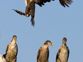 صور من ابداع اعضاء عمان فوتو