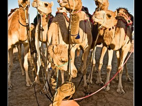 صور من ابداع اعضاء عمان فوتو
