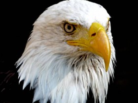 صور منوعة من الإنترنت