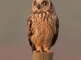 صور منوعة من الإنترنت