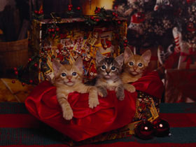 cats