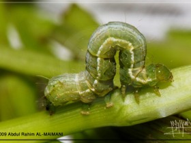 صور من ابداع اعضاء عمان فوتو