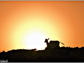 صور من ابداع اعضاء عمان فوتو