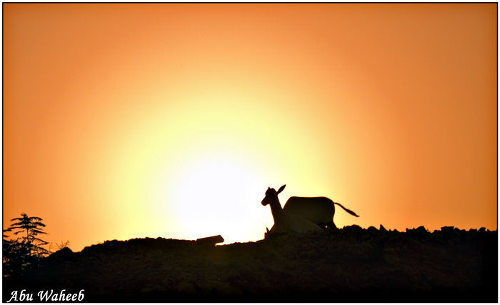 صور من ابداع اعضاء عمان فوتو
