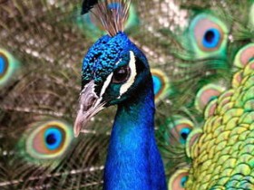 صور منوعة من الإنترنت