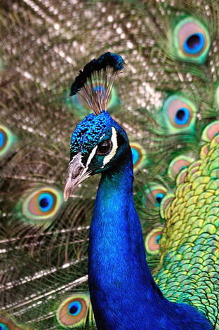 صور منوعة من الإنترنت