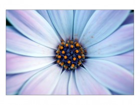 the_blue_style_of_nature